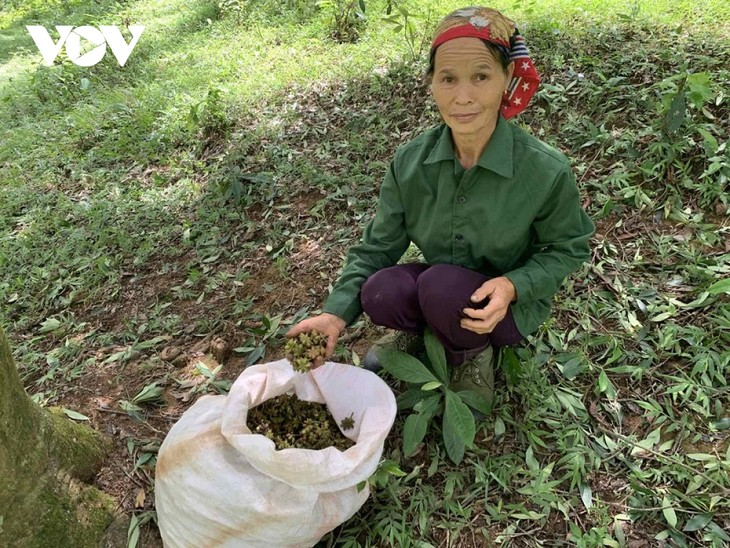 ប្រមូលផលផ្ការប៉ូចកាក់ជាមួយប្រជាជនខេត្ត Lang Son - ảnh 1