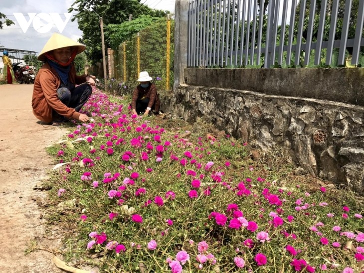 ឃុំ Cu Sue រីកលូតលាស់ពីកម្មវិធីជនបទថ្មី - ảnh 2