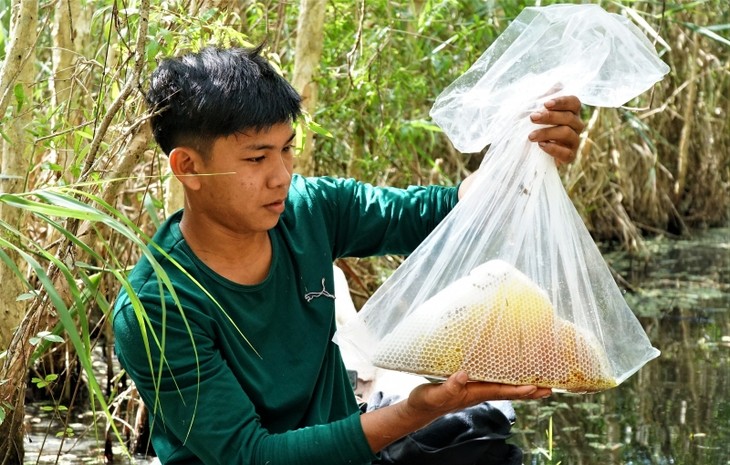 របរចិញ្ចឹមឃ្មុំក្នុងព្រៃ U Minh Ha ក្នុងសម័យបច្ចេកវិទ្យា - ảnh 1