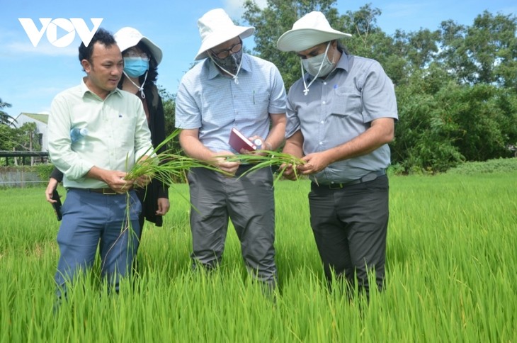 ខិតខំប្រឹងប្រែងផ្លាស់ប្ដូរថ្មី ច្នៃប្រឌិតក្នុងខ្សែសង្វាក់តម្លៃស្រូវ និងស្វាយនៅខេត្ត Kien Giang - ảnh 1