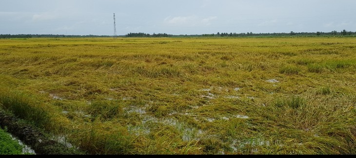 រូបសណ្ឋានដាំដំណាំស្រូវនៅវាលស្រែធំនៅ ឃុំ Phu Can ខេត្ត Tra Vinh ទទួលបានប្រសិទ្ធភាព - ảnh 1