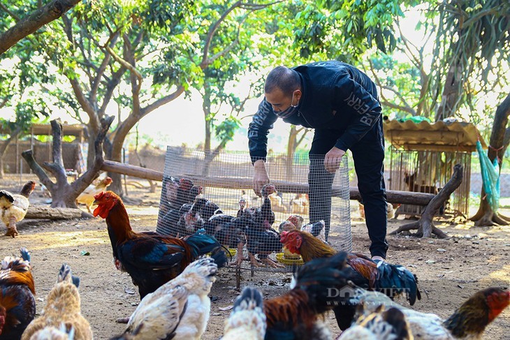 មាន់ Dong Tao នាំមកនូវតម្លៃសេដ្ឋកិច្ចខ្ពស់ដល់ប្រជាជនខេត្ត Hung Yen - ảnh 2