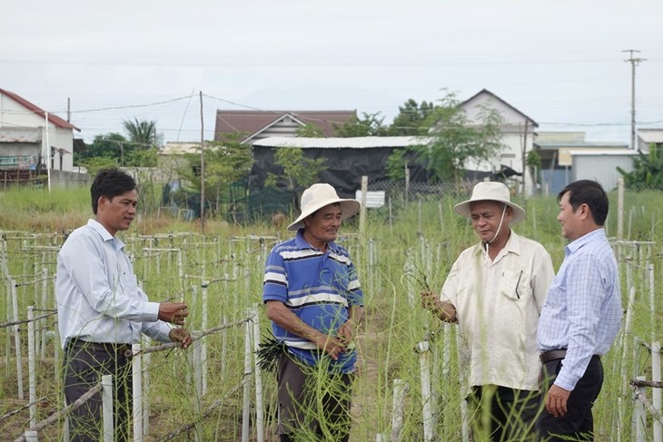 កសិករ​នៅ​ឃុំ An Hai ខេត្ត Ninh Thuan ធ្វើមានពីដើមទំពាំងបារាំង - ảnh 1