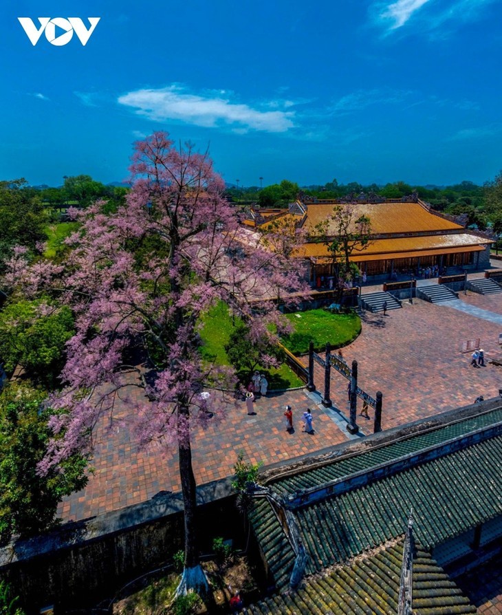 ផ្កាប្រទាលល្ហុងបង្អួតសម្រស់ក្នុងអតីតរាជធានី Hue - ảnh 13