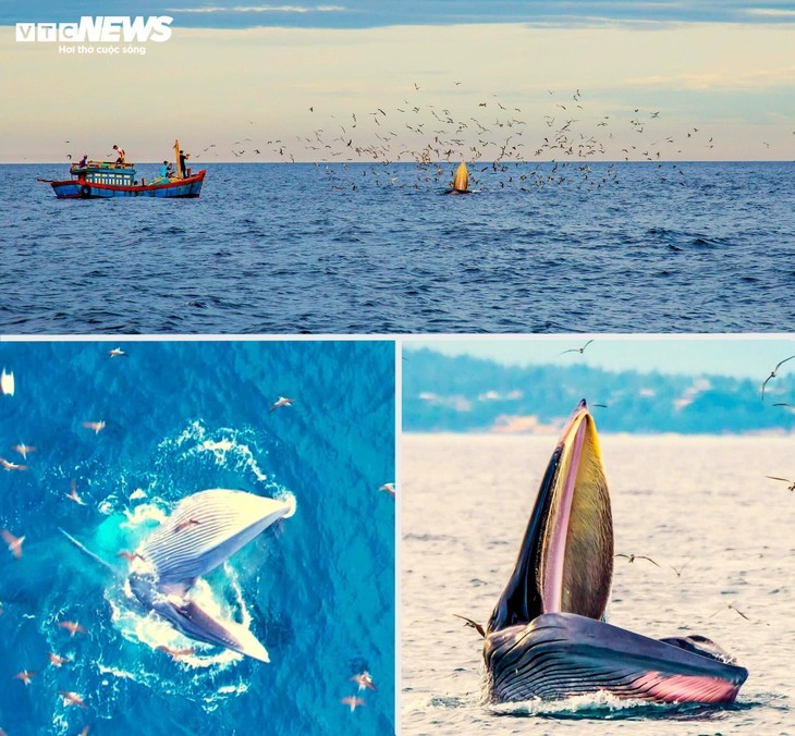 ទេសភាព​ធម្មជាតិ​ដ៏​ស្រស់​​បំព្រង់​នៅ​ខេត្ត Binh Dinh - ảnh 7