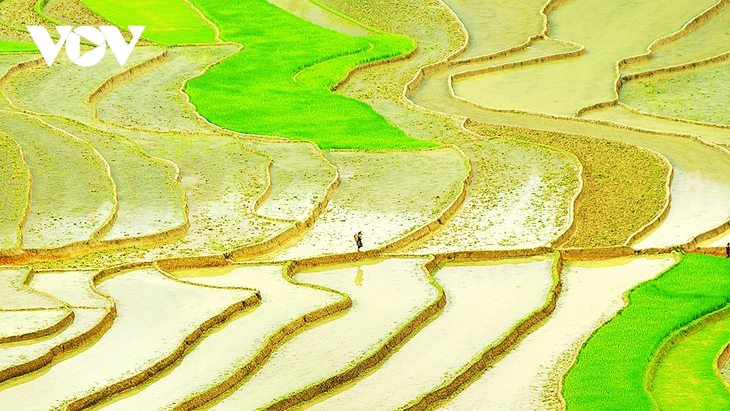 រក​ឃើញវាលស្រែកាំ​ជណ្ដើរ Mu Cang Chai ក្នុងរដូវទឹកលិច - ảnh 1