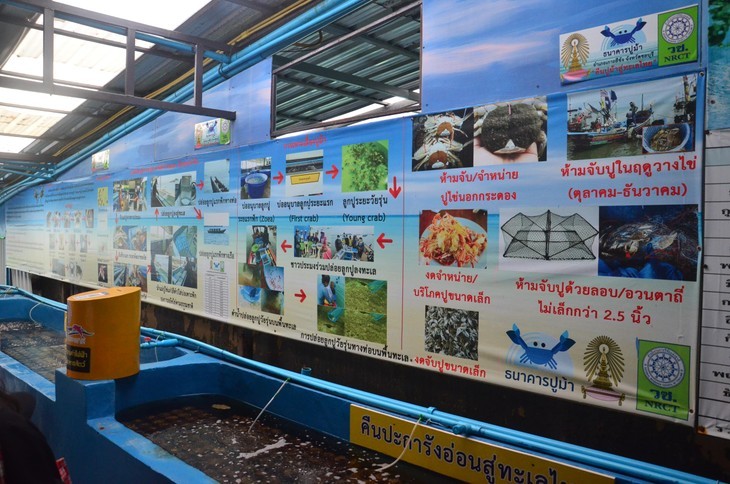 កោះស៊ីឆាង៖ ​​អភិរក្សក្តាមខៀវ និង​លើកកំពស់ជីវភាពរស់នៅ​របស់​អ្នក​ស្រុក - ảnh 2