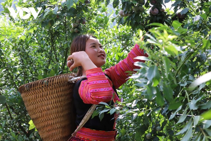 ខេត្ត Son La តភ្ជាប់ និងពង្រីកទីផ្សារសម្រាប់​ផ្លែឈើ - ảnh 1