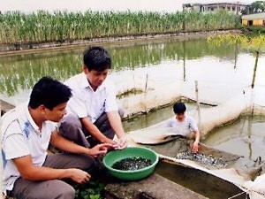 Ứng dụng tiến bộ kỹ thuật sản xuất giống cá lăng chấm bằng phương pháp sinh sản nhân tạo - ảnh 1