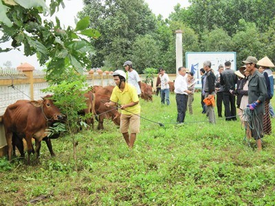 Trao quà của Chủ tịch nước Trương Tấn Sang cho hộ nghèo ở xã Triệu Thượng- Quảng Trị - ảnh 1