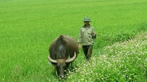 Thái Bình: miền quê mộc mạc, yên bình - ảnh 1