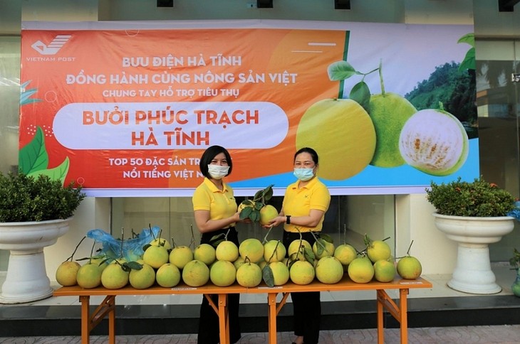 Bưởi Phúc Trạch lên sàn thương mại điện tử - ảnh 1