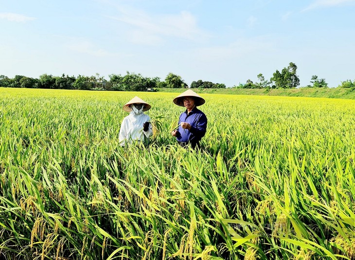 ThaiBinh Seed giành giải nhất trị giá 750.000 USD của Tổ chức phát triển Hà Lan - ảnh 1