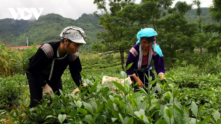 Tỉnh Lai Châu xúc tiến sản phẩm chè vào thị trường Trung Đông, Bắc Phi và Nam Á - ảnh 1