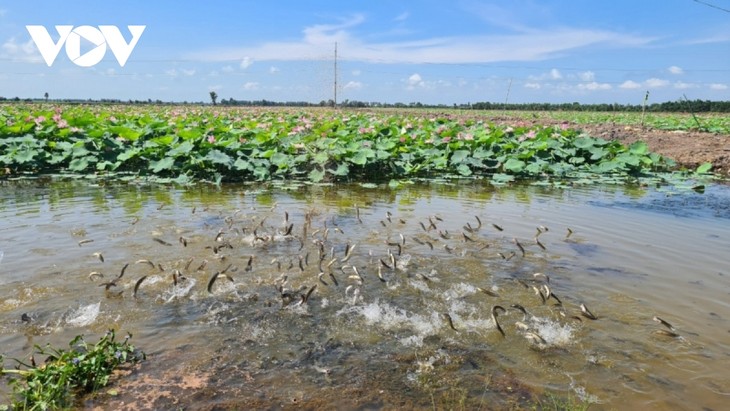 Đồng Tháp phát triển ngành hàng sen chất lượng, an toàn và bền vững - ảnh 1