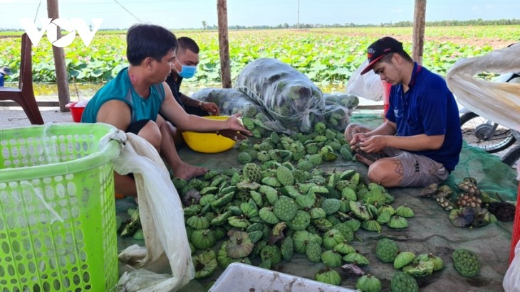 Đồng Tháp phát triển ngành hàng sen chất lượng, an toàn và bền vững - ảnh 3