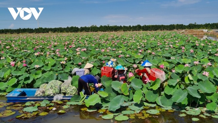 Đồng Tháp phát triển ngành hàng sen chất lượng, an toàn và bền vững - ảnh 4