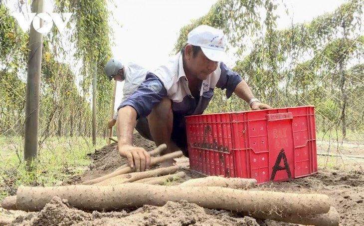 Nông dân Bà Rịa – Vũng Tàu biến cây rừng thành sản phẩm OCOP - ảnh 2