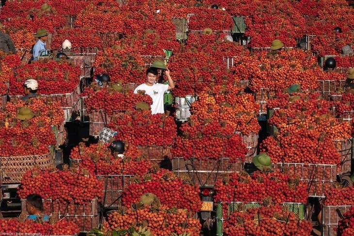 Vải thiều Việt Nam: Hành trình đưa hương vị quê hương tới Malaysia - ảnh 3