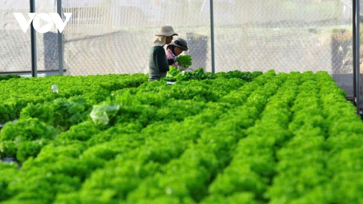 Bước tiến lớn cho vùng trọng điểm nông nghiệp Đơn Dương (Lâm Đồng) - ảnh 1