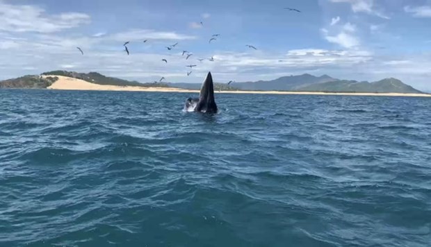 Bryde whales return to the south-central Vietnamese coast - ảnh 1