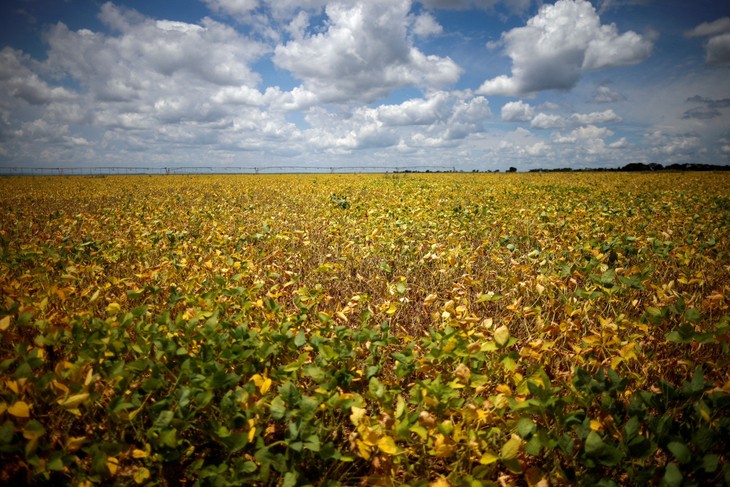  Brazil child cancer deaths linked to soy farming, study finds - ảnh 1