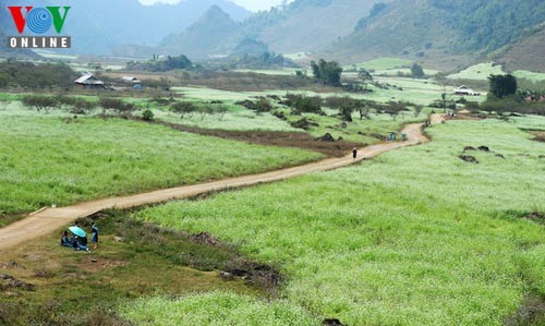 ชนผ่าม้งอยู่ที่จังหวัด Moc Chau ต้อนรับปีใหม่ - ảnh 6