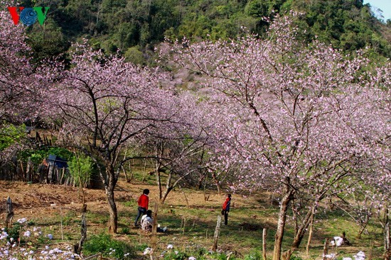 ดอกท้อแห่งวสันต์บานสายในอำเมือง Moc Chau - ảnh 1