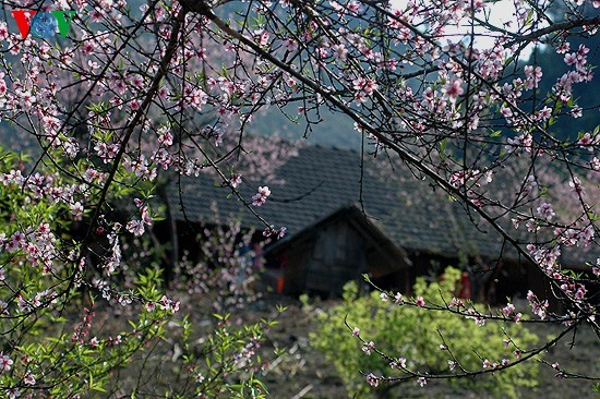 ดอกท้อแห่งวสันต์บานสายในอำเมือง Moc Chau - ảnh 7