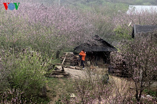 ดอกท้อแห่งวสันต์บานสายในอำเมือง Moc Chau - ảnh 9