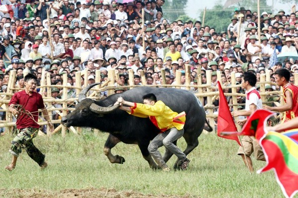 เทศกาลชนควาย Nghi Thái จังหวัดNghệ An - ảnh 10