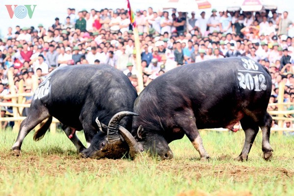 เทศกาลชนควาย Nghi Thái จังหวัดNghệ An - ảnh 4