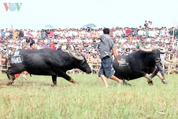 เทศกาลชนควาย Nghi Thái จังหวัดNghệ An - ảnh 6