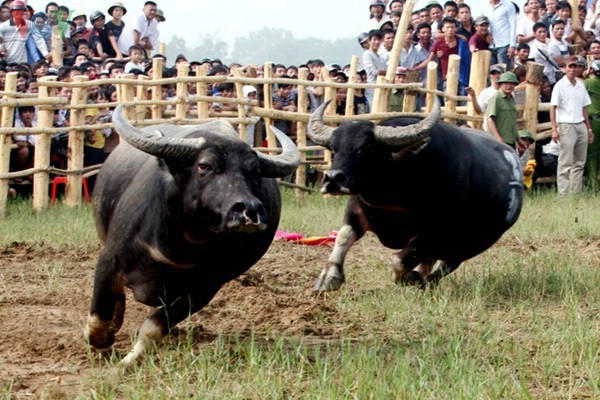 เทศกาลชนควาย Nghi Thái จังหวัดNghệ An - ảnh 8