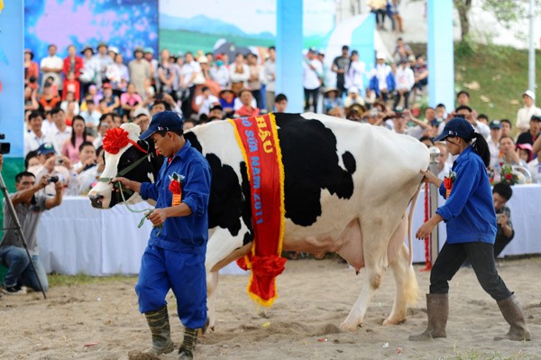 เอกลักษณ์ของการประกวดโคนมที่ Mộc Châu - ảnh 5