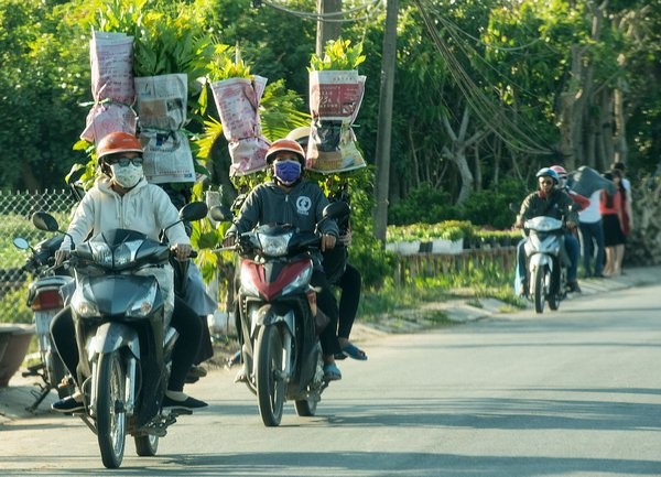 หมู่บ้านดอกไม้ซาแด๊กดึงดูดใจนักท่องเที่ยวในโอกาสเทศกาลตรุษเต๊ต - ảnh 5