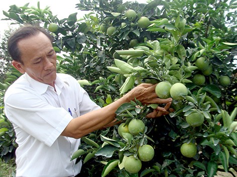 เกษตรกรในฝุงเหียบจังหวัดเหิวยางร่วมกันเพื่อให้ส้มซว่านครองส่วนแบ่งในตลาด	 - ảnh 2