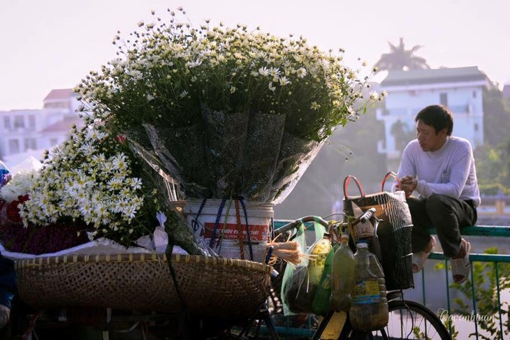 ความสวยงามของดอกเดซี่  - ảnh 7