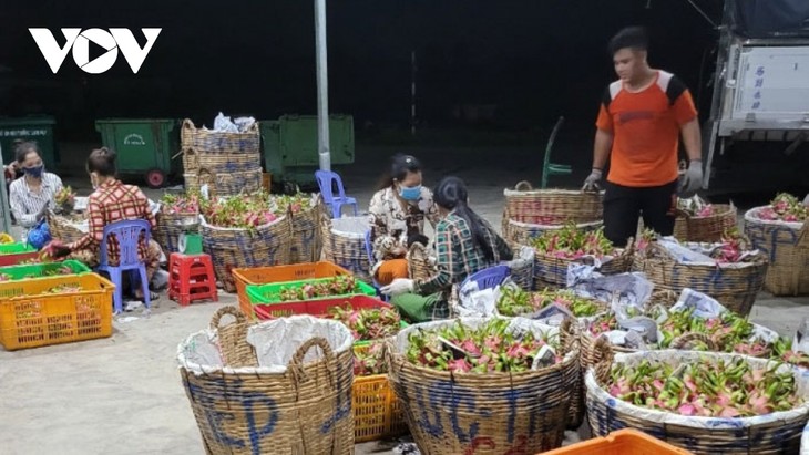 การสร้างเครือข่ายปลูกแก้วมังกรปลอดสารพิษช่วยเปลี่ยนแปลงแนวคิดในการผลิตของเกษตรกรในจังหวัดเตี่ยนยาง - ảnh 2