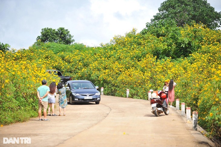 ดอกบัวตองบานสะพรั่งที่บริเวณรอบภูเขาไฟจือดังยา  - ảnh 9