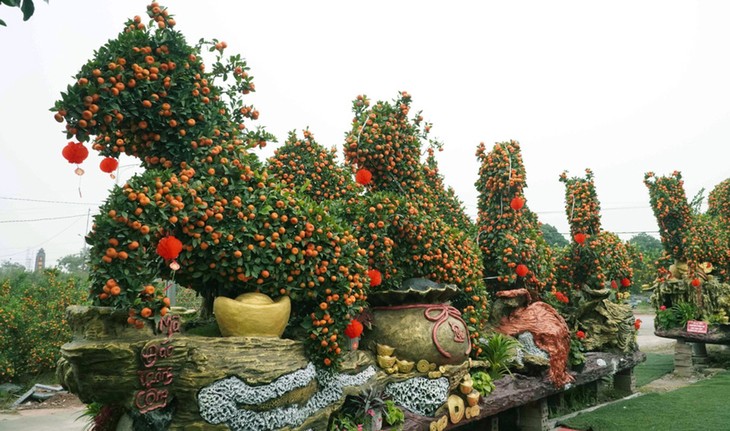 บรรยากาศตลาดต้นส้มจี๊ดในช่วงใกล้ตรุษเต๊ต - ảnh 2