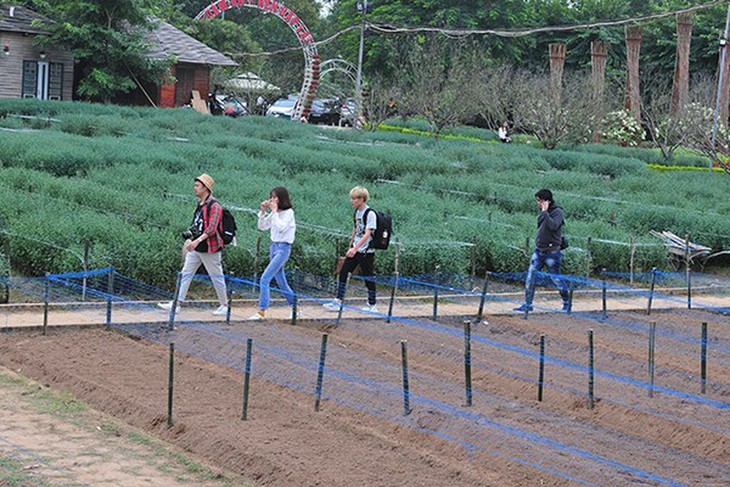 Young people flock to witness ox-eye daisy gardens in Hanoi - ảnh 10