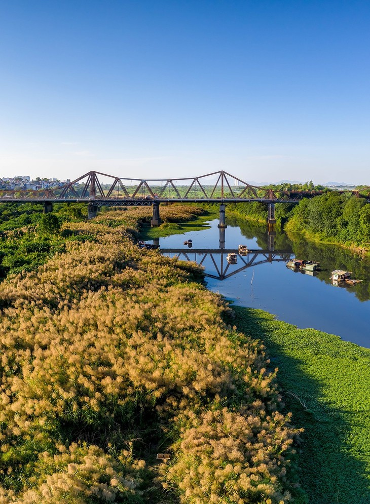 Discovering stunning white grass flowers around Long Bien bridge - ảnh 2