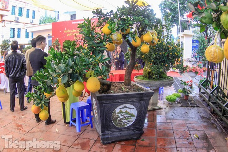 Craftsman prepare unique ornamental trees ahead of Year of Rat - ảnh 10