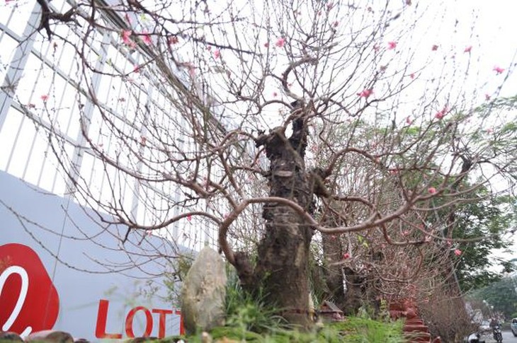 Craftsman prepare unique ornamental trees ahead of Year of Rat - ảnh 4