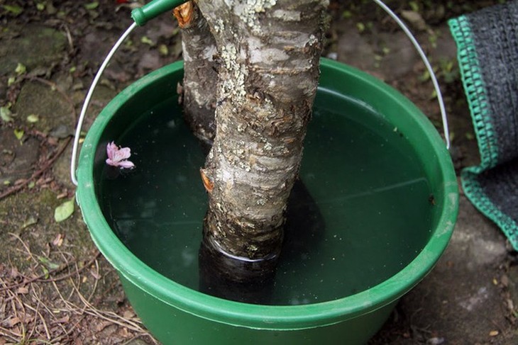 Hanoi's streets flooded by wild peach blossoms as Tet approaches - ảnh 10