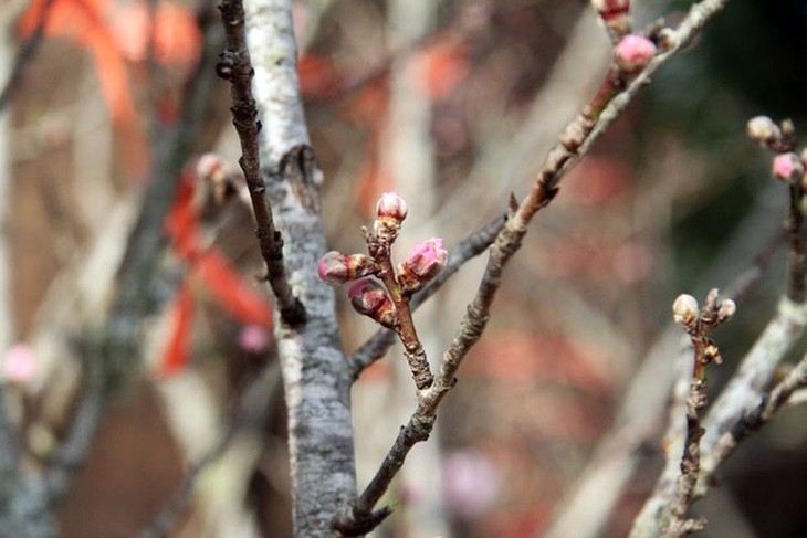 Hanoi's streets flooded by wild peach blossoms as Tet approaches - ảnh 12