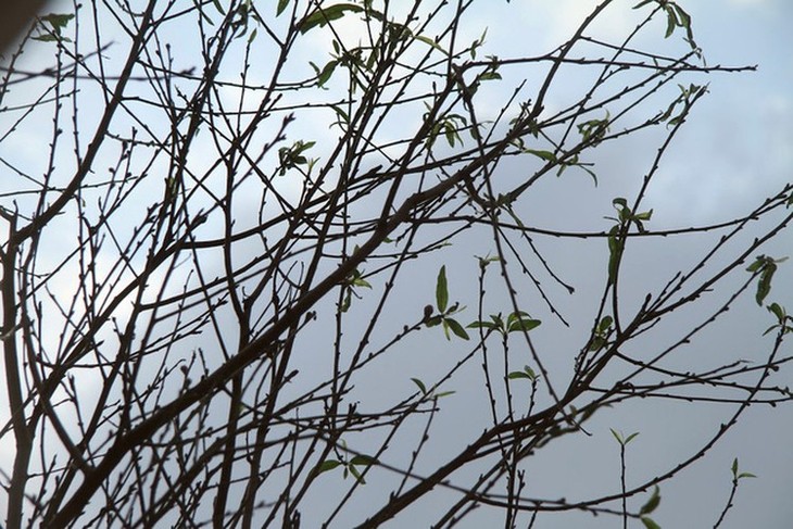 Hanoi's streets flooded by wild peach blossoms as Tet approaches - ảnh 8