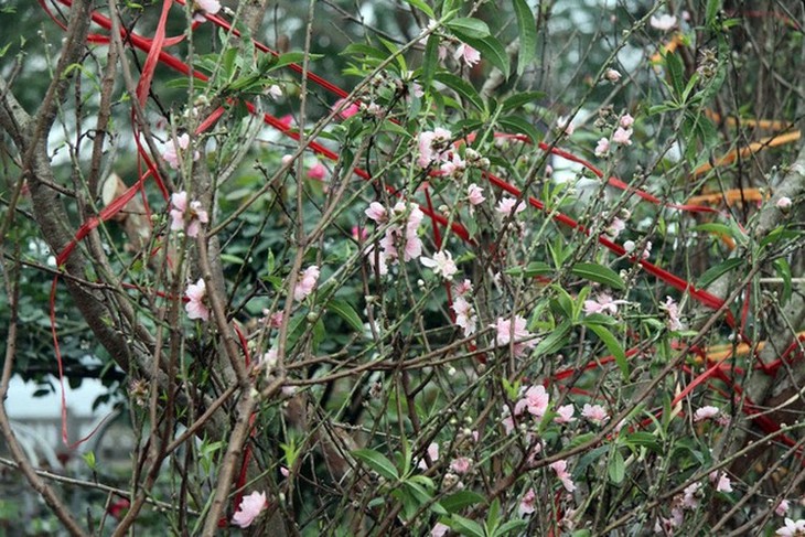 Hanoi's streets flooded by wild peach blossoms as Tet approaches - ảnh 9