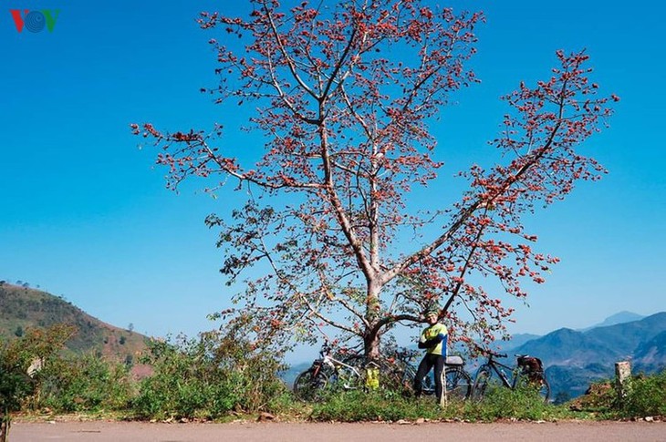 Stunning bombax ceiba flowers of Son La prove to be a hit among visitors - ảnh 18